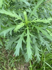 Euryops chrysanthemoides