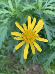 Euryops chrysanthemoides