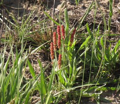 Acalypha depressinerva
