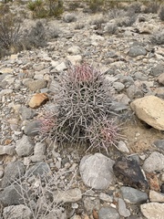 Homalocephala polycephala polycephala