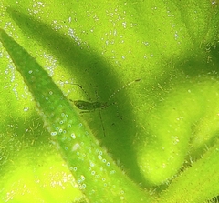 Berytidae