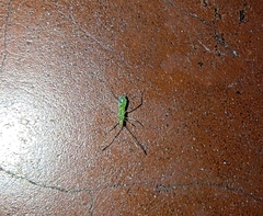 Berytidae
