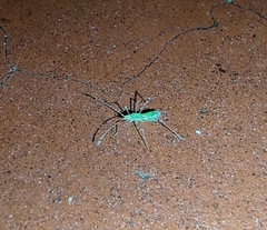 Berytidae