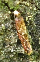 Crypsitricha roseata