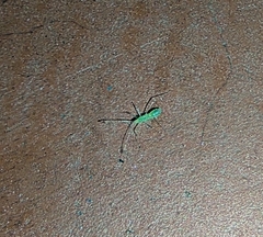 Berytidae