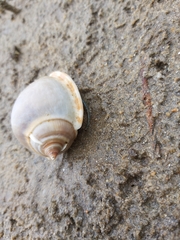 Phalium