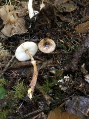 Lepiota castanea