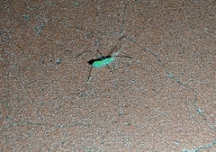 Berytidae