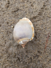 Phalium