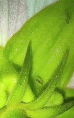 Berytidae