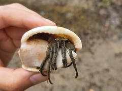 Phalium