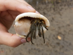 Phalium