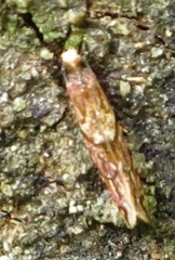 Crypsitricha roseata