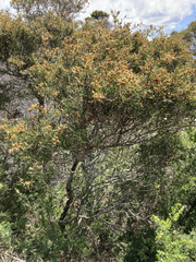 Melaleuca nodosa