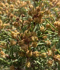 Melaleuca nodosa