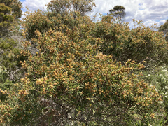 Melaleuca nodosa