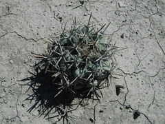 Coryphantha poselgeriana