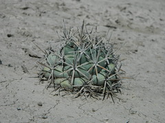Coryphantha poselgeriana