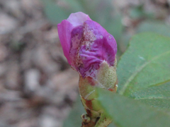 Rhododendron mucronulatum