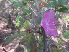 Rhododendron mucronulatum
