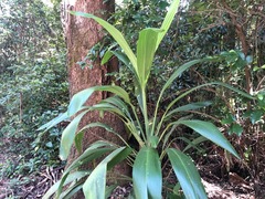Cordyline petiolaris