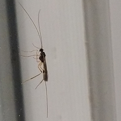 Macrocentrus nigridorsis