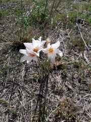 Zephyranthes jamesonii