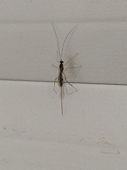 Macrocentrus nigridorsis