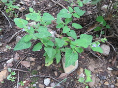 Salvia podadena