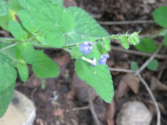 Salvia podadena
