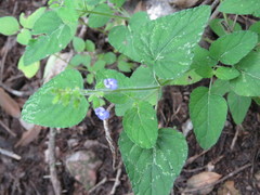 Salvia podadena