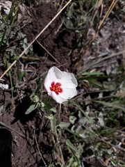 Pavonia cymbalaria