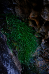 Anthoxanthum dregeanum