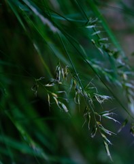 Anthoxanthum dregeanum