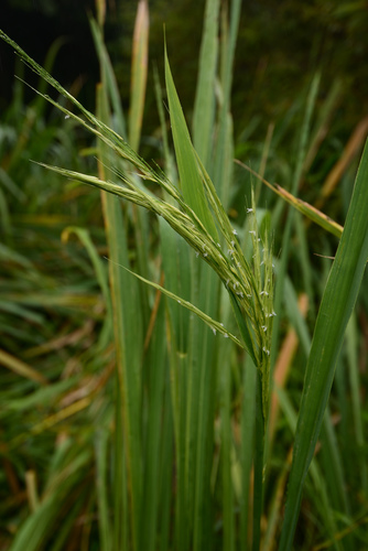 Zizania latifolia iNat (1)
