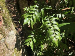 Arthropteris tenella