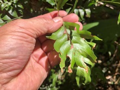 Arthropteris tenella