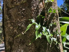Arthropteris tenella
