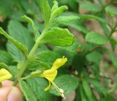Hemichaena coulteri