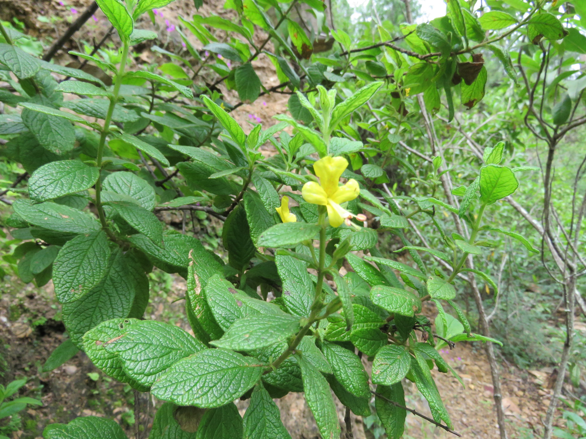 Hemichaena