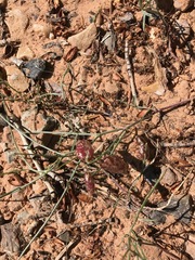Astragalus ceramicus