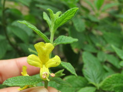 Hemichaena coulteri