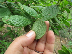 Hemichaena coulteri