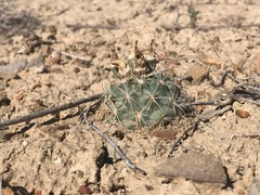 Sclerocactus mesae-verdae