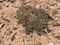 Astragalus humillimus