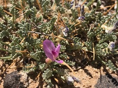 Astragalus humillimus