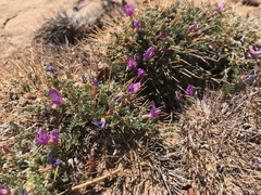 Astragalus humillimus