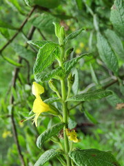 Hemichaena coulteri