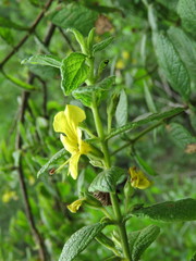 Hemichaena coulteri
