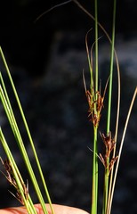 Schoenus cuspidatus